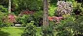 Woodland Garden in a scenic valley in spring United Kingdom in June.