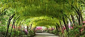 Wisteria Archway