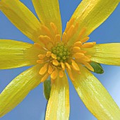 Lesser Celandine Ranunculus Ficaria