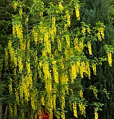 Laburnum anagyroides Common Laburnum Golden Rain