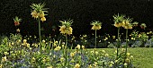 Fritillaria imperialis Crown Imperial