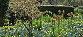 Crown Imperial Fritillaria imperialis