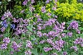 Lunaria annua  Honesty  Satin Flower