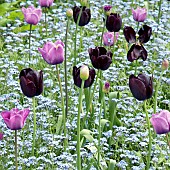 Photograph of Tulips and forget-me-nots garden border in spring.