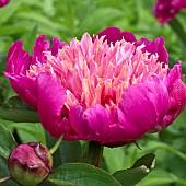 Paeonia Bowl of Beauty