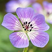 Geranium Sweet Heidy Cranesbill i