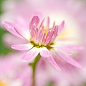 Bellis perennis Daisy Bairnwort Banwood