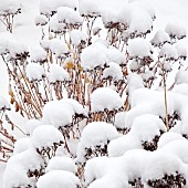 Heavy snow fall on Sedum