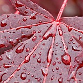 Acer palmatum Bloodgood