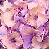 Hydrangea macrophylla