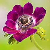 Anemone coronaria Windflower