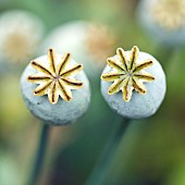 Papaver somniferum Opium Poppy seed head