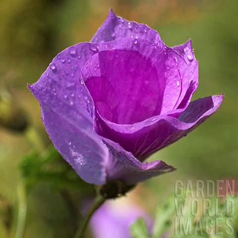 Shrub_Alyogyne_huegelii_Blue_Hibiscus_Lilac_Hibiscus