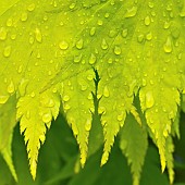 Acer shirasawanum  Jordan