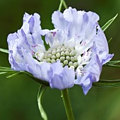 Perennial Scabiosa caucasica Clive Greaves Scabious Pincushion Flower