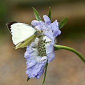 Scabiosa caucasica Clive Greaves Scabious Pincushion Flower