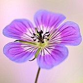 Hardy Geranium Sweet Heidi Cranesbill