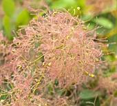 Cotinus coggygria Aurea Smoke Bush