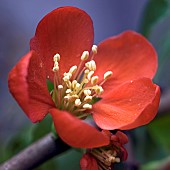 Chaenomeles speciosa  Quince