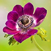 Perennial Anemone Coronaria (Windflower) flowers in spring at High Meadow garden Cannock Wood in Staffordshire