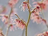 Hamamelis x intermedia Ruby Glow Witch Hazell