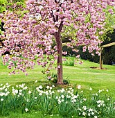 Prunus Cherry Tree