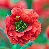 Geum rubin