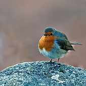 Brittish wild bird Erithacus Rubecula Robin perched on rock in winter