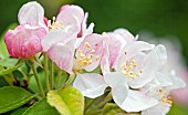 Apple Blossom (Malus) deciduous tree single pale pink flowers