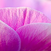 Abstract pink-lilac flower petals