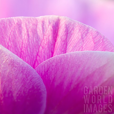 Abstract_pinklilac_flower_petals