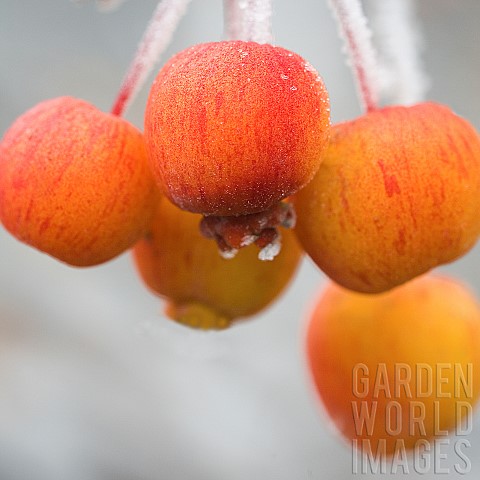 Frosted_berries_in_winter