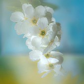 Soft focus Exochorda The Bride