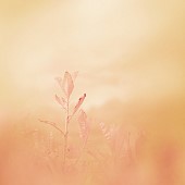 Soft focus floral close up of Robinina spring foliage