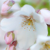 Cherry blossom flower