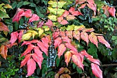 Mahonia Aquifolium