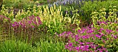 Mixed border of Herbaceous perennials