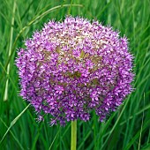 Alium giganteum