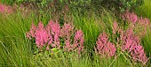 Astilbe Visions in Pink