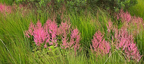 Astilbe_Visions_in_Pink