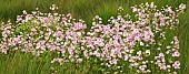 Astrantia Major Rose Symphony