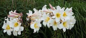 Lilium Regale Regal Lily