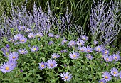 Michaelmas Daisy Aster novi-belgii Ada Ballard