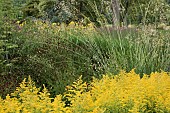 Solidago Golden Mosa