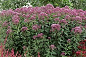 Eupatorium purpureum Eutrochium Purpureum  Joe Pye Weed