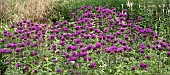 Monarda Peter’s Purple