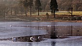 Wildlife on icy lake at in winter