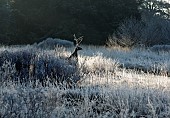 Reindeer figureamongst frosted grasses