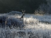 Reindeer figureamongst frosted grasses