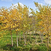 Betula nigra black birch river birch